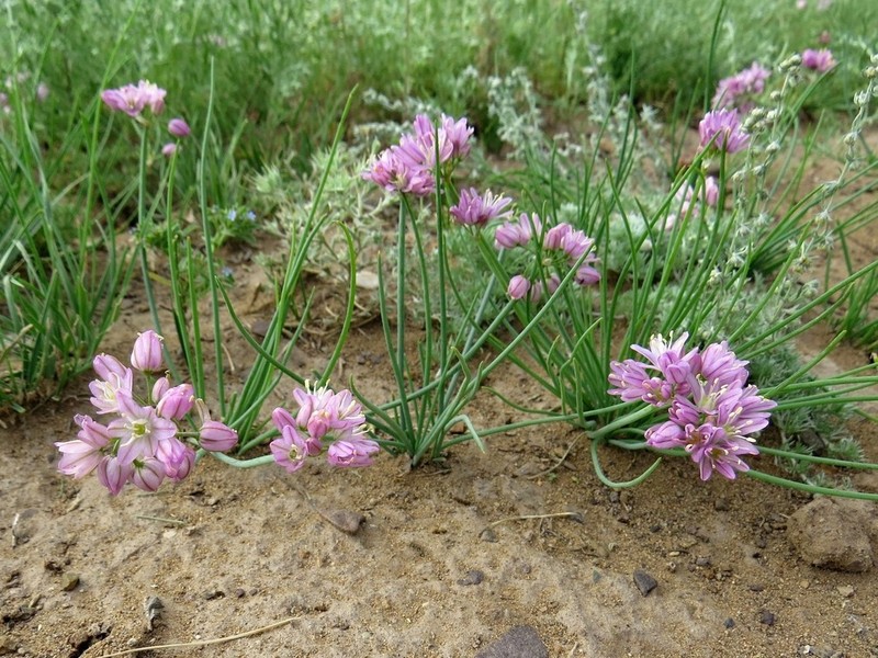 Allium mongolicum photo 5