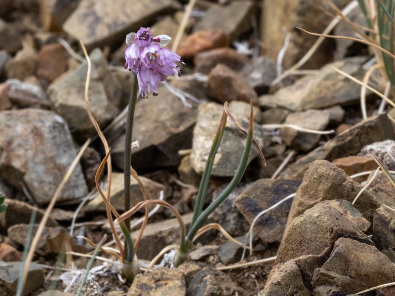 Allium mongolicum photo 7
