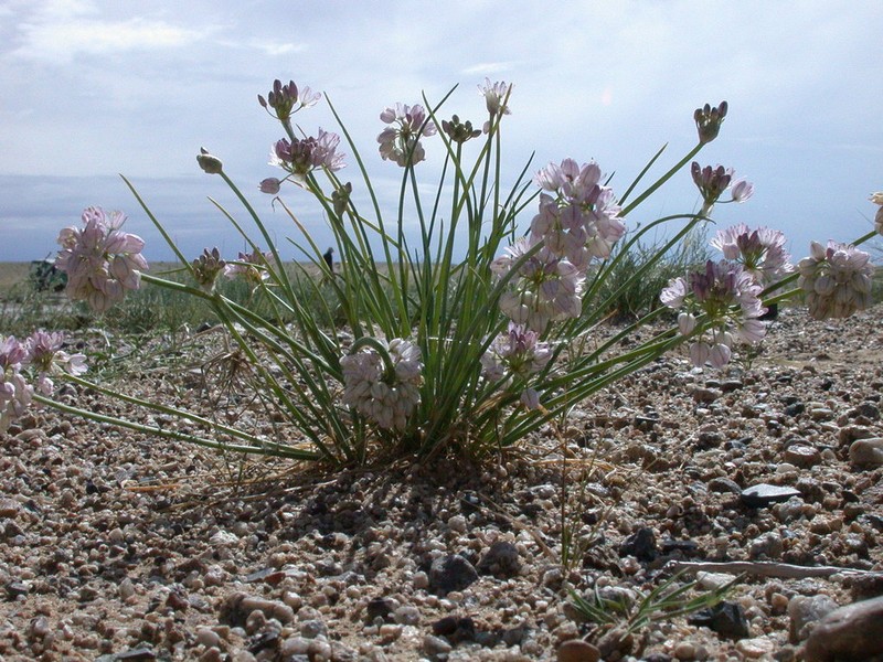 Allium mongolicum photo 8