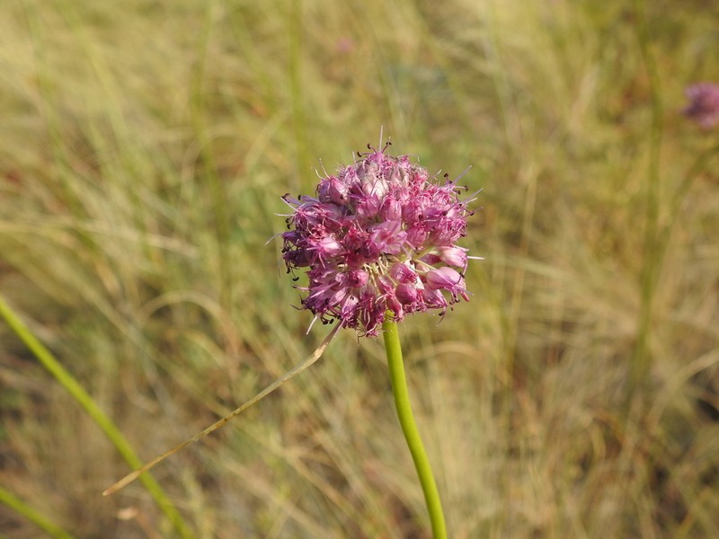Allium montanostepposum