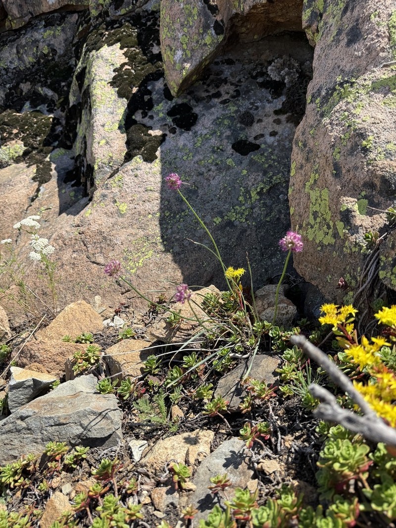Allium montanostepposum photo 2