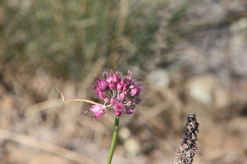 Allium montanostepposum photo 3