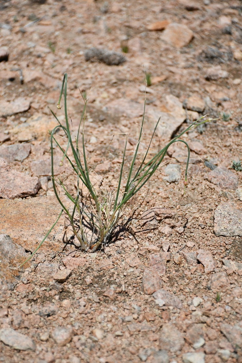 Allium montanostepposum photo 4