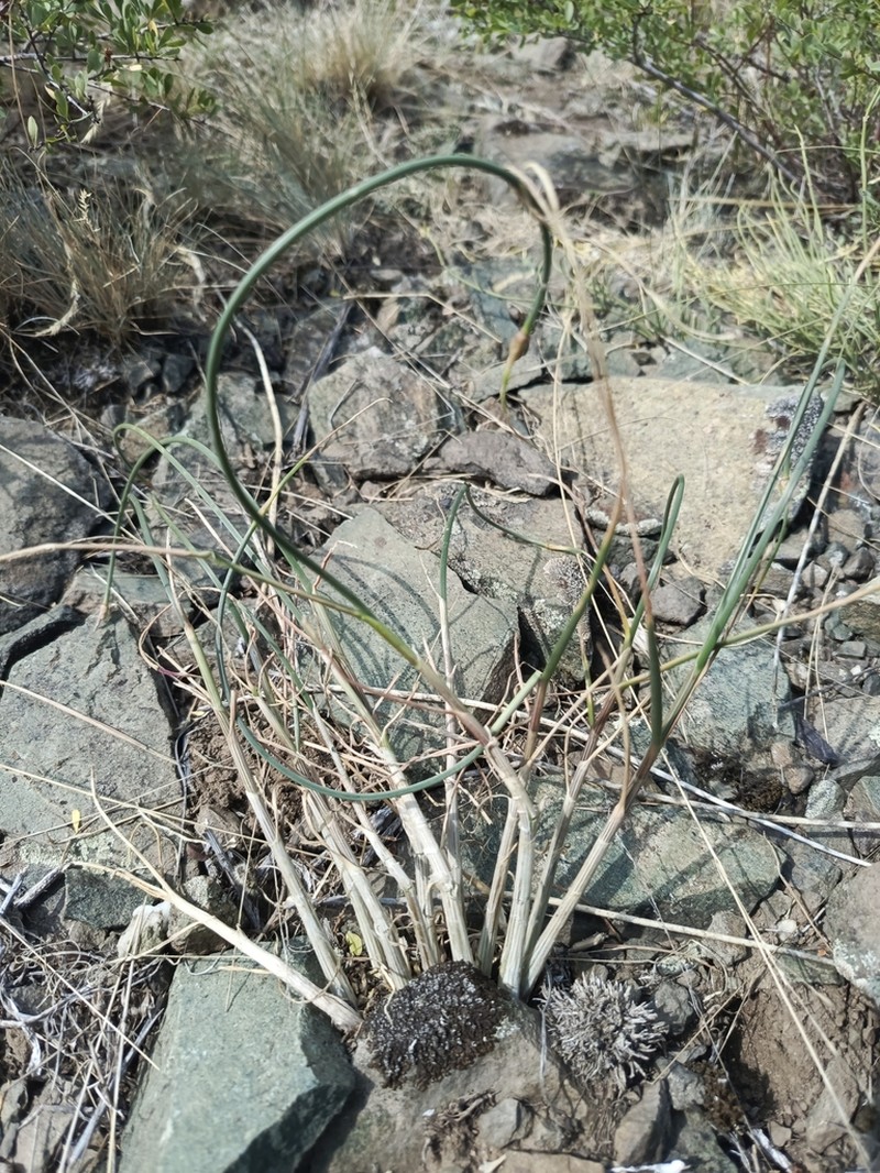 Allium montanostepposum photo 5
