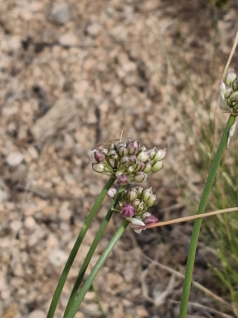 Allium montanostepposum photo 6
