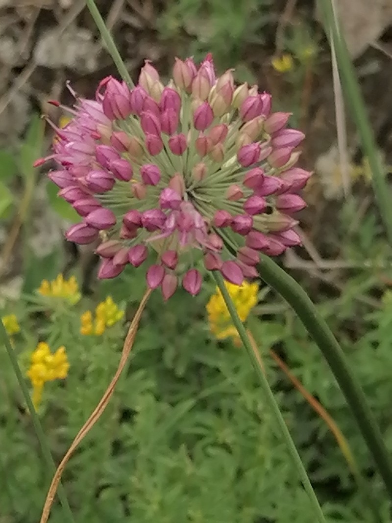 Allium montanostepposum photo 8