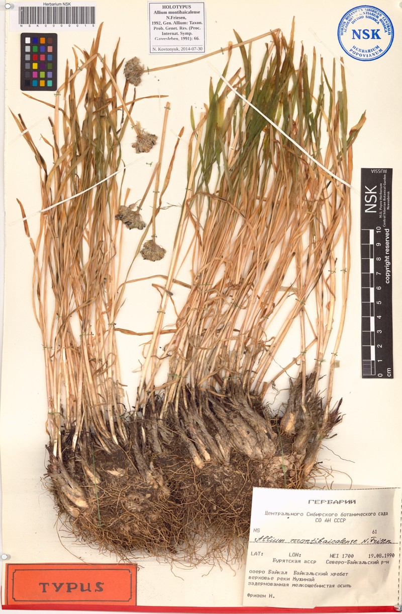 Allium montibaicalense