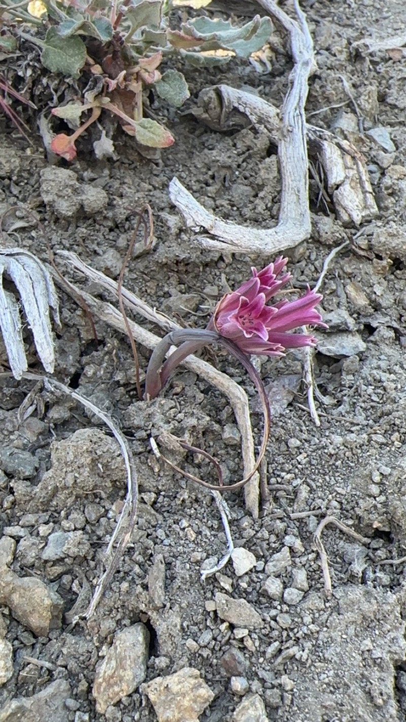 San Bernardino Mountain Onion photo 2