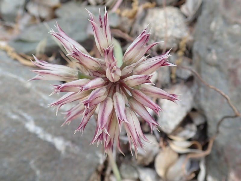 San Bernardino Mountain Onion photo 3