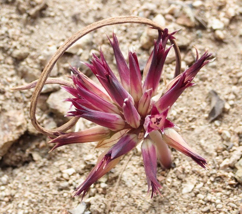 San Bernardino Mountain Onion photo 4