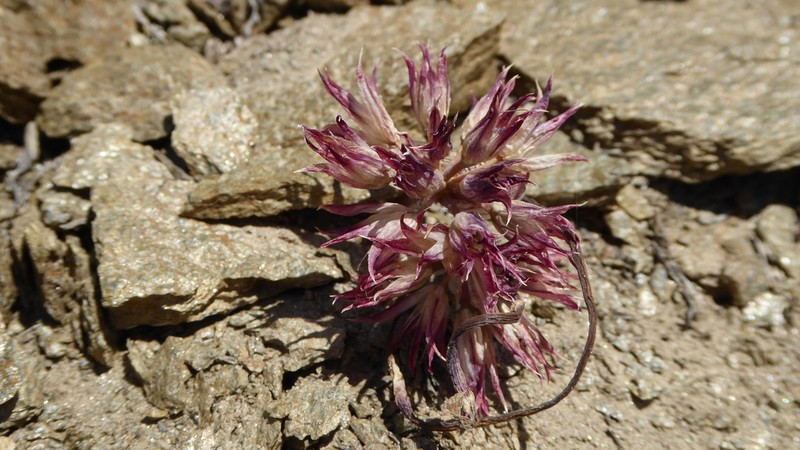 San Bernardino Mountain Onion photo 5