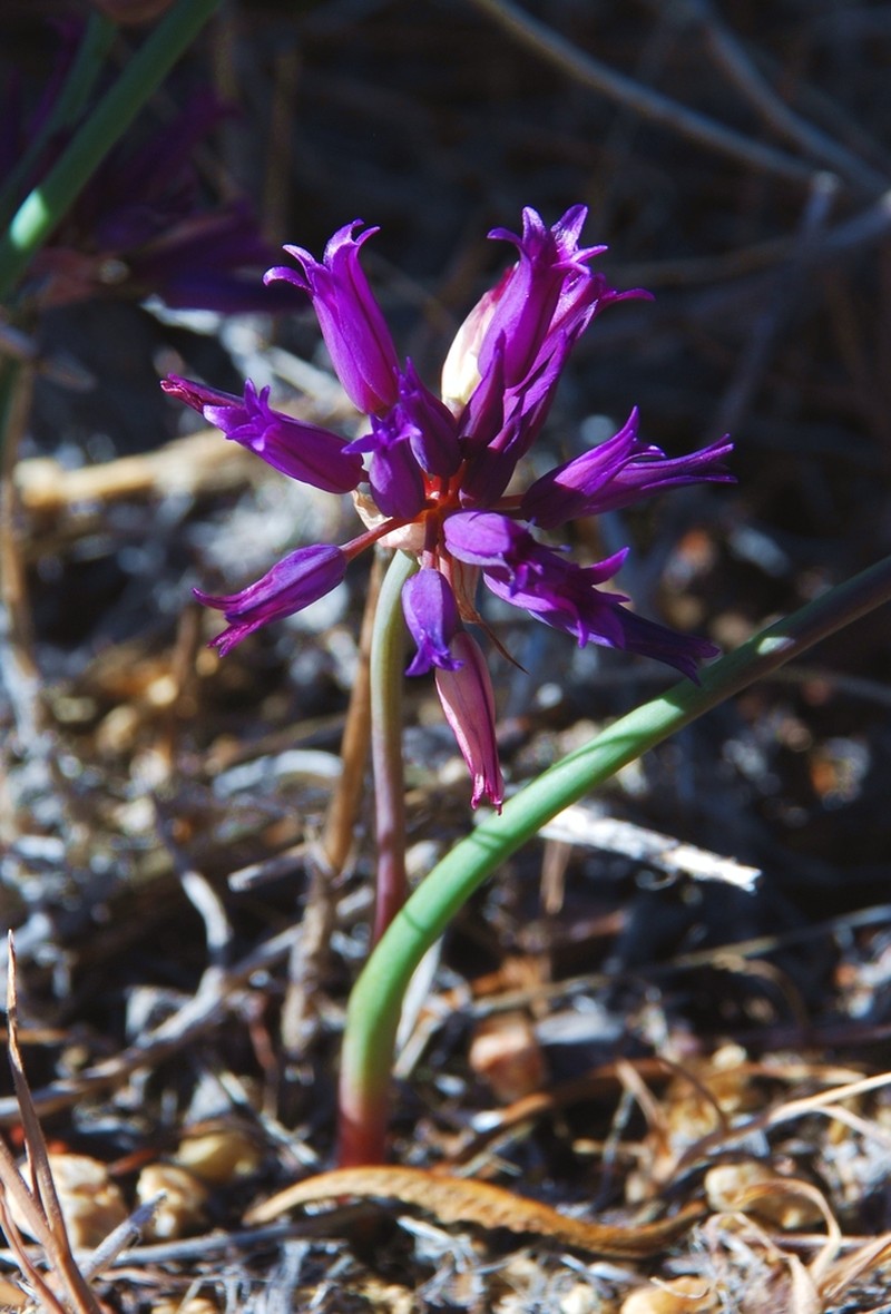 San Bernardino Mountain Onion photo 6