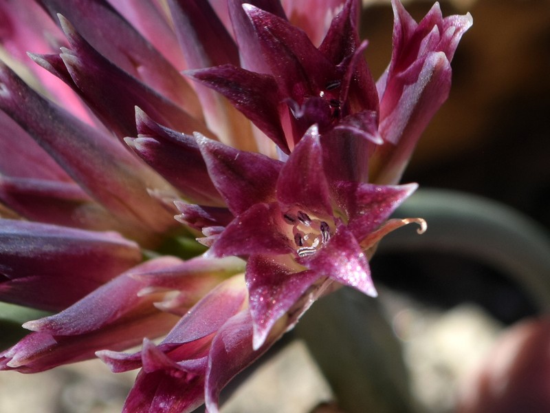 San Bernardino Mountain Onion photo 7