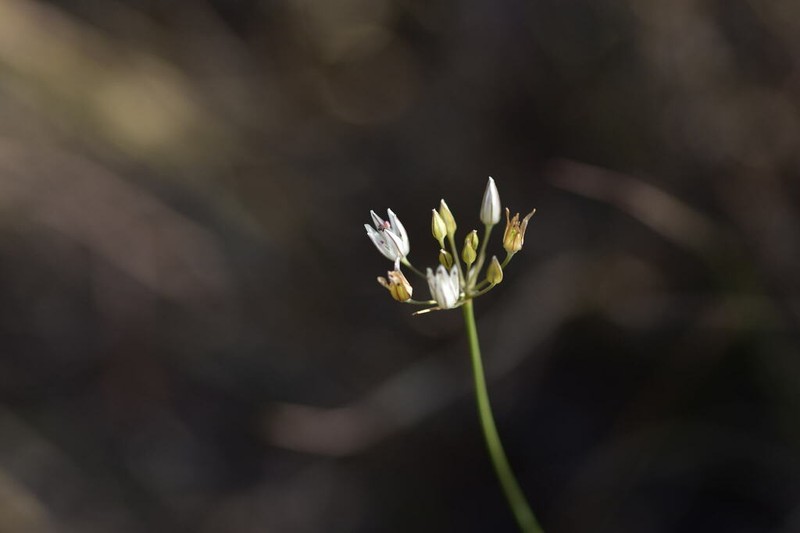 Allium moschatum photo 2