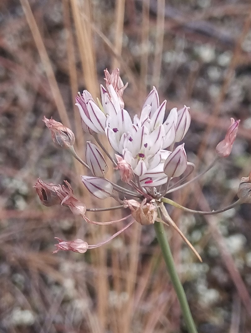 Allium moschatum photo 3