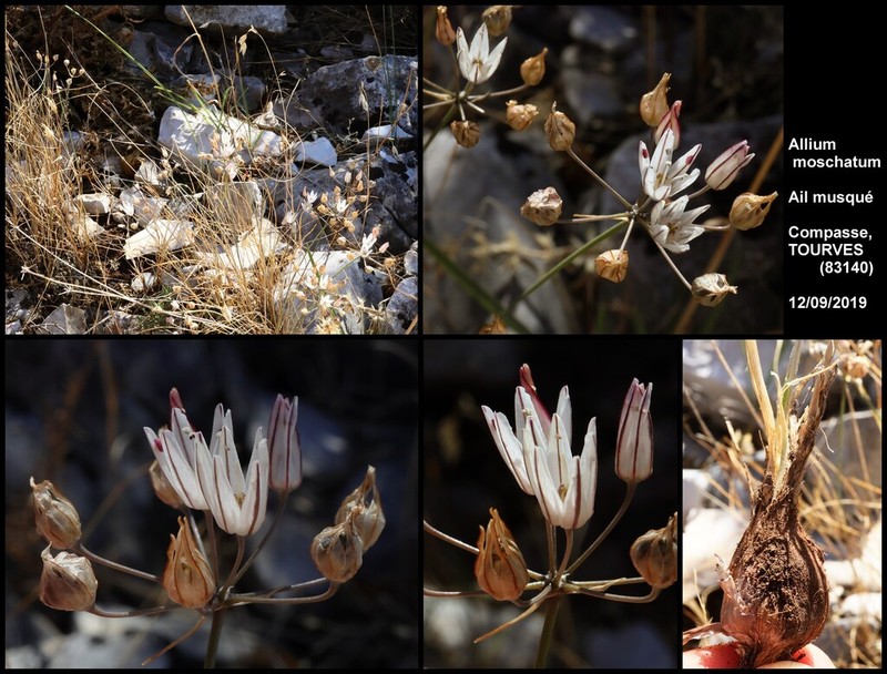 Allium moschatum photo 4