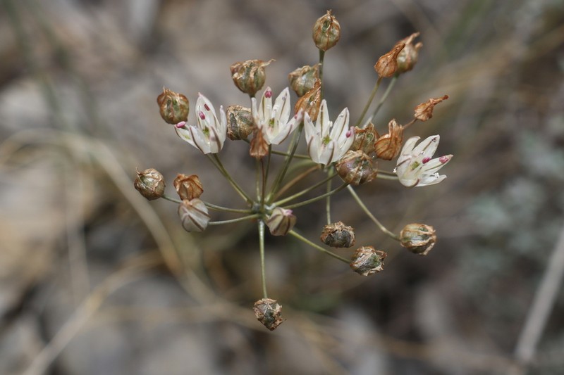 Allium moschatum photo 5