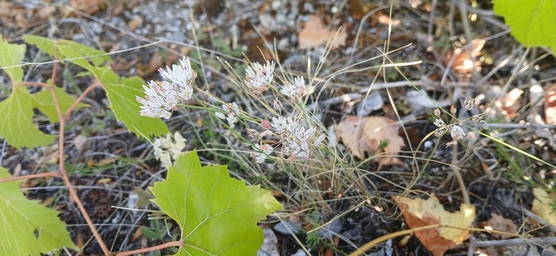 Allium moschatum photo 6