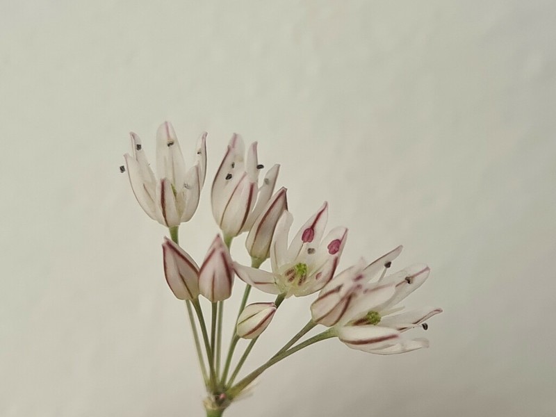 Allium moschatum photo 8