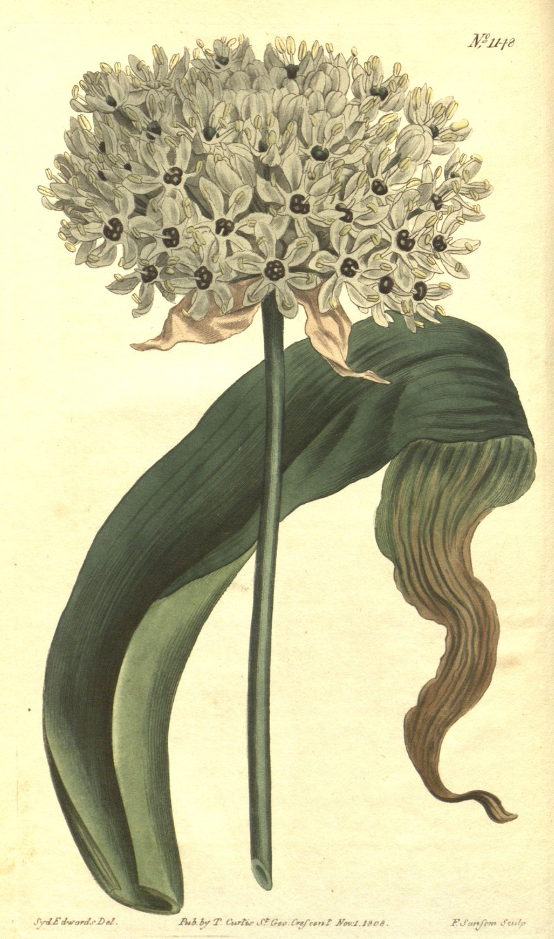 Allium multibulbosum