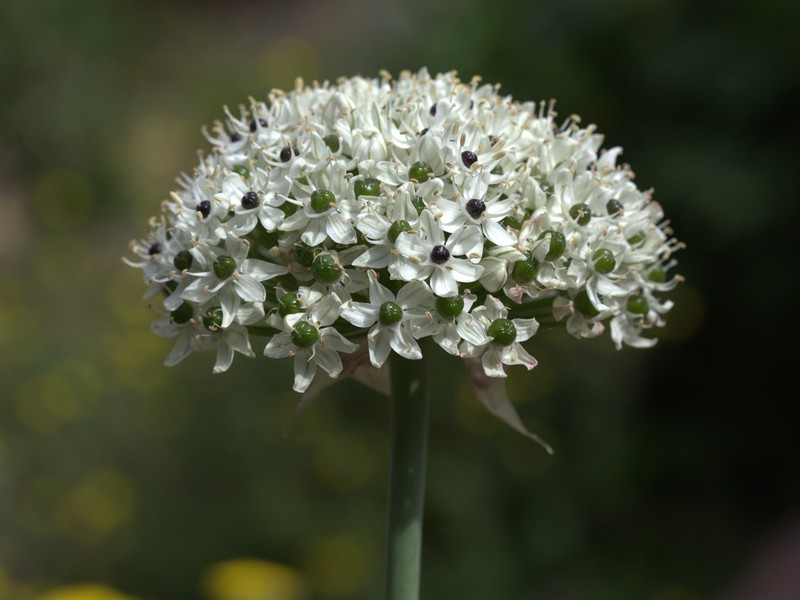 Allium multibulbosum photo 2