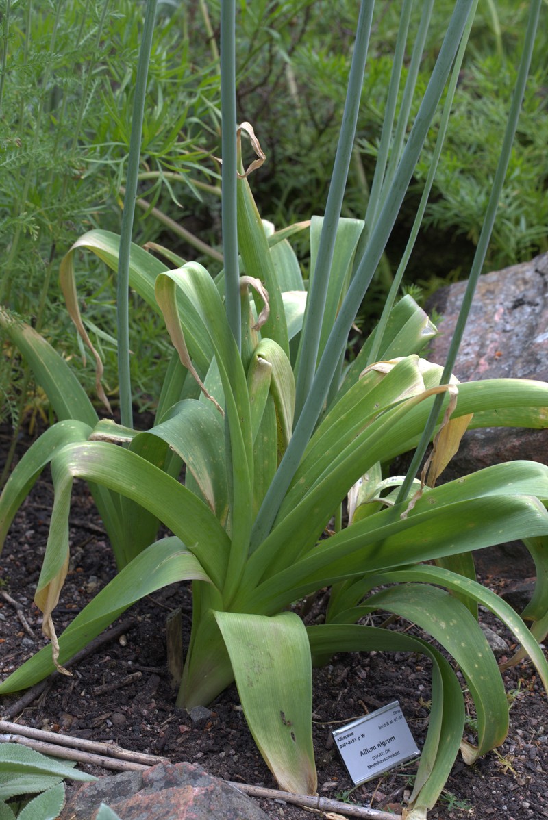 Allium multibulbosum photo 3