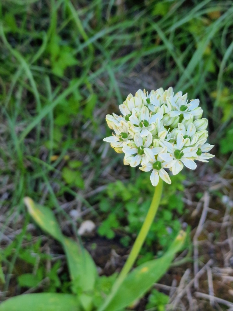 Allium multibulbosum photo 4