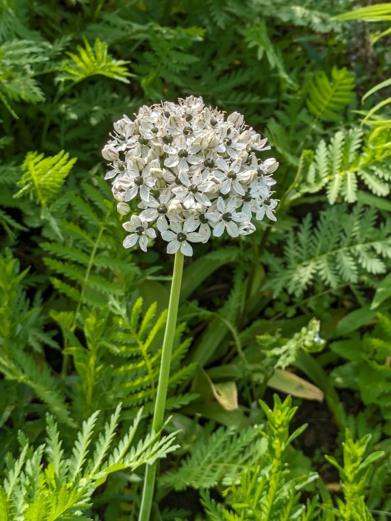 Allium multibulbosum photo 5