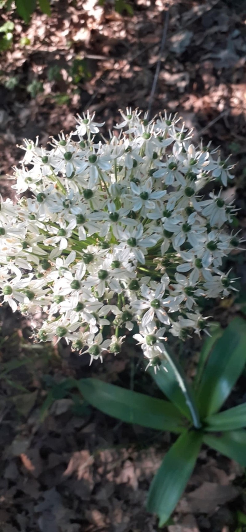 Allium multibulbosum photo 6