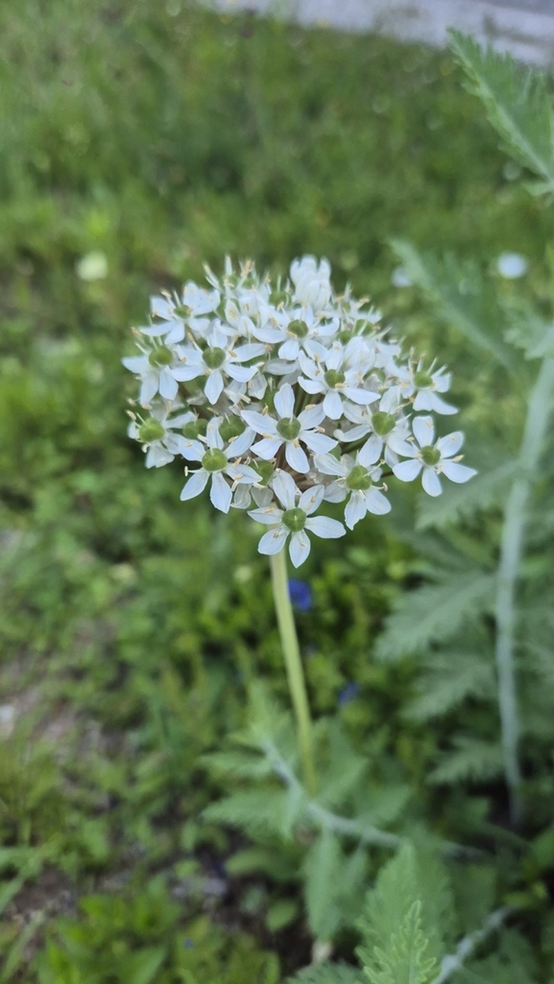 Allium multibulbosum photo 7