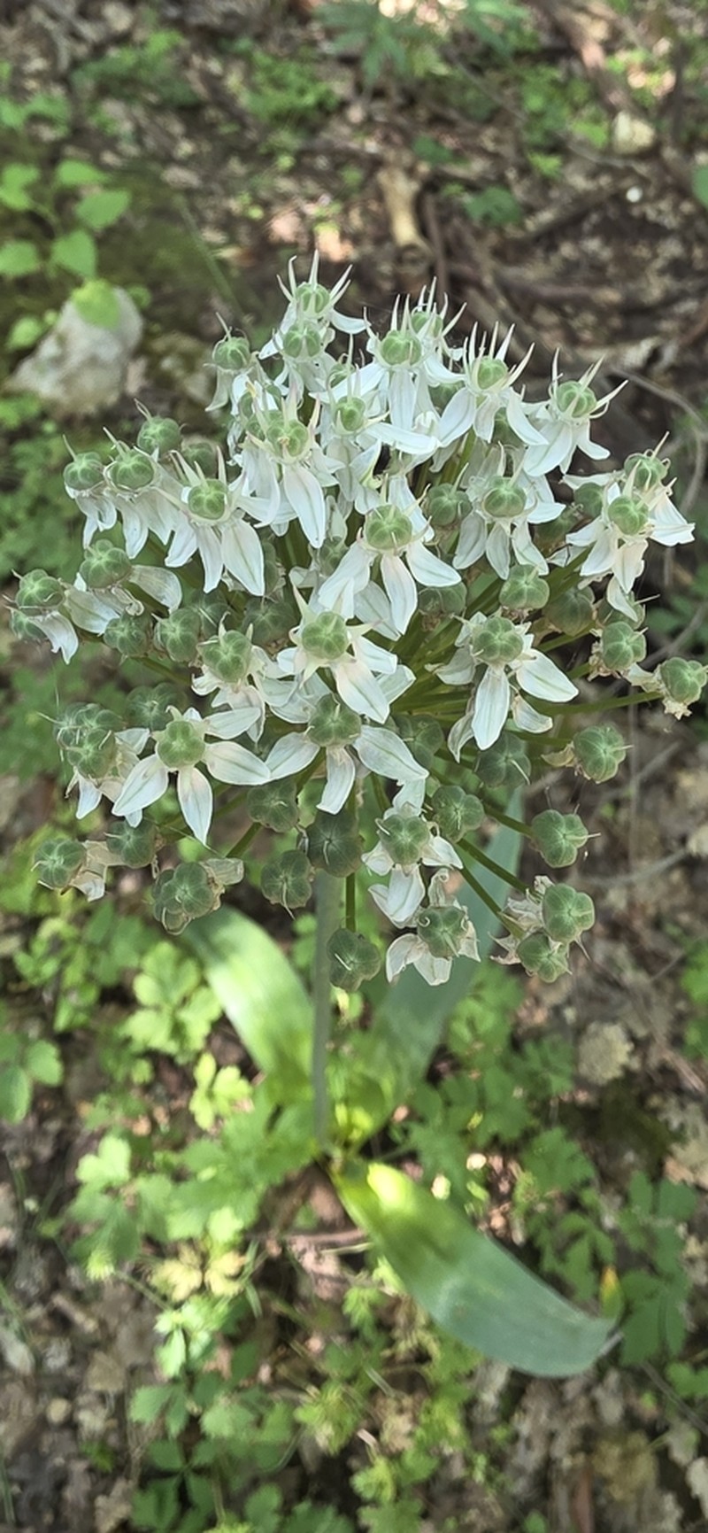 Allium multibulbosum photo 8