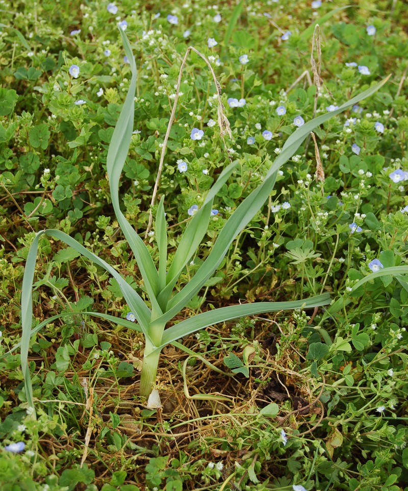 Allium multiflorum