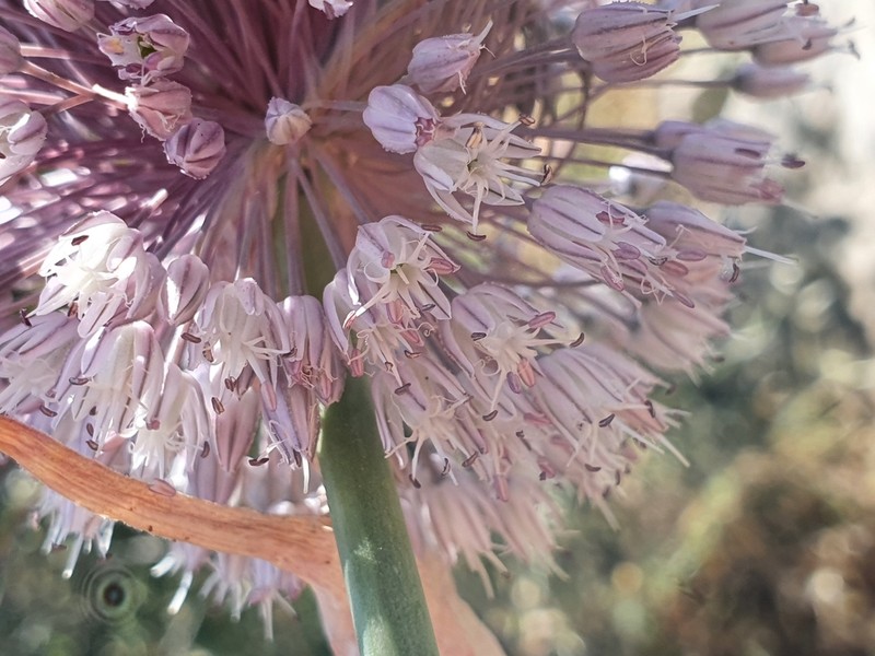 Allium multiflorum photo 3
