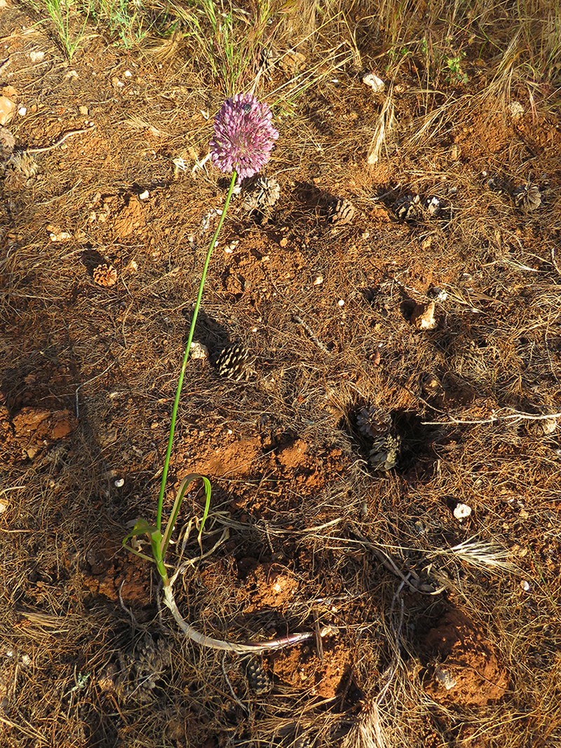 Allium multiflorum photo 4