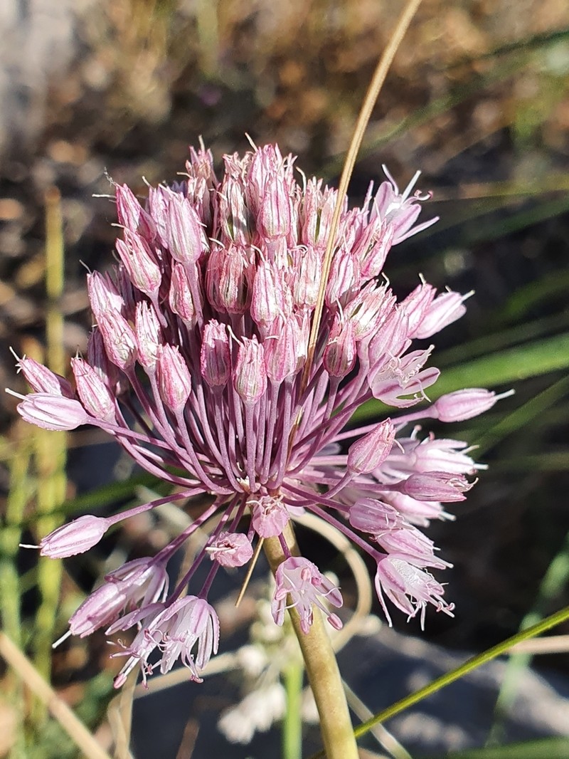 Allium multiflorum photo 5