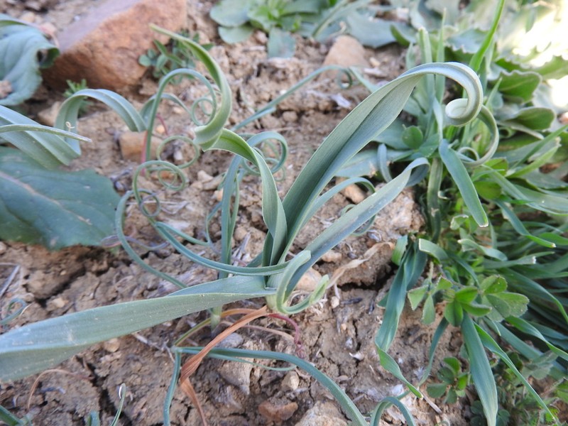 Allium multiflorum photo 6