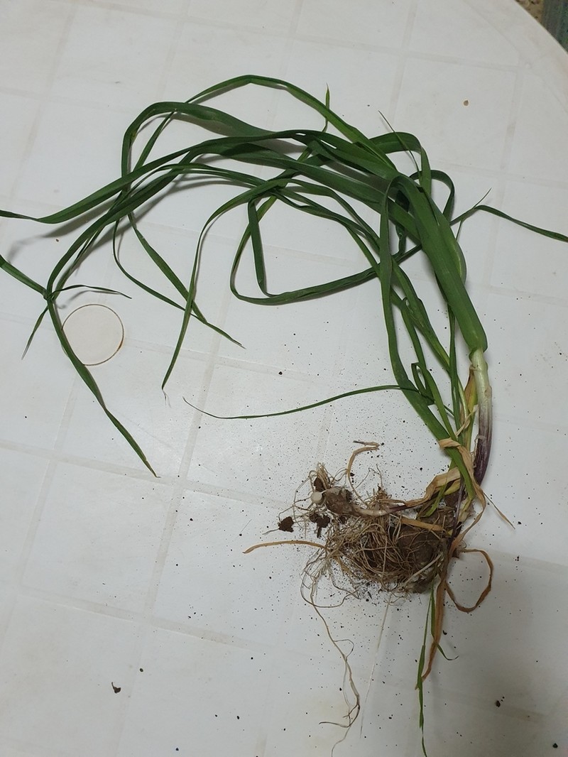 Allium multiflorum photo 7