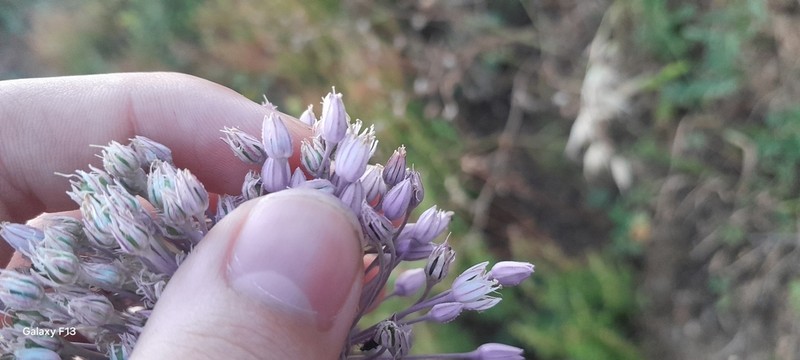Allium multiflorum photo 8