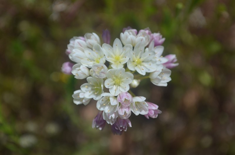 Munz's Onion photo 2