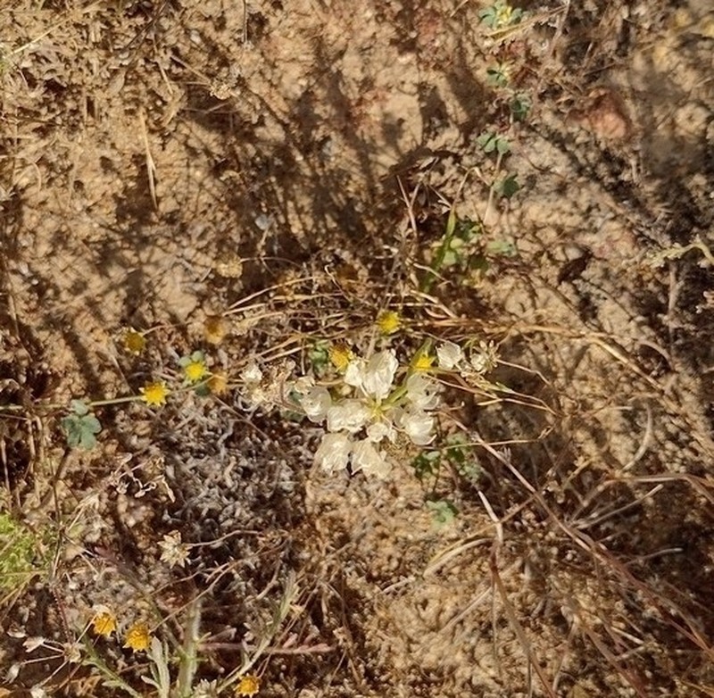 Munz's Onion photo 3