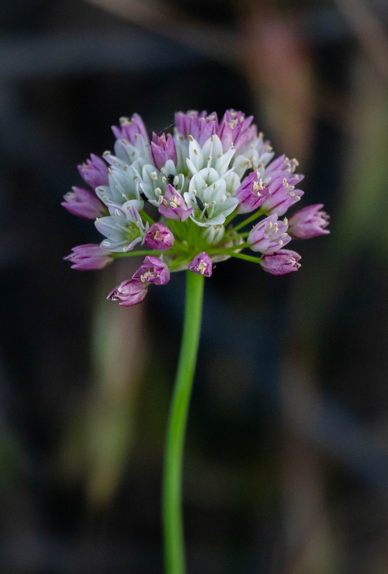 Munz's Onion photo 6