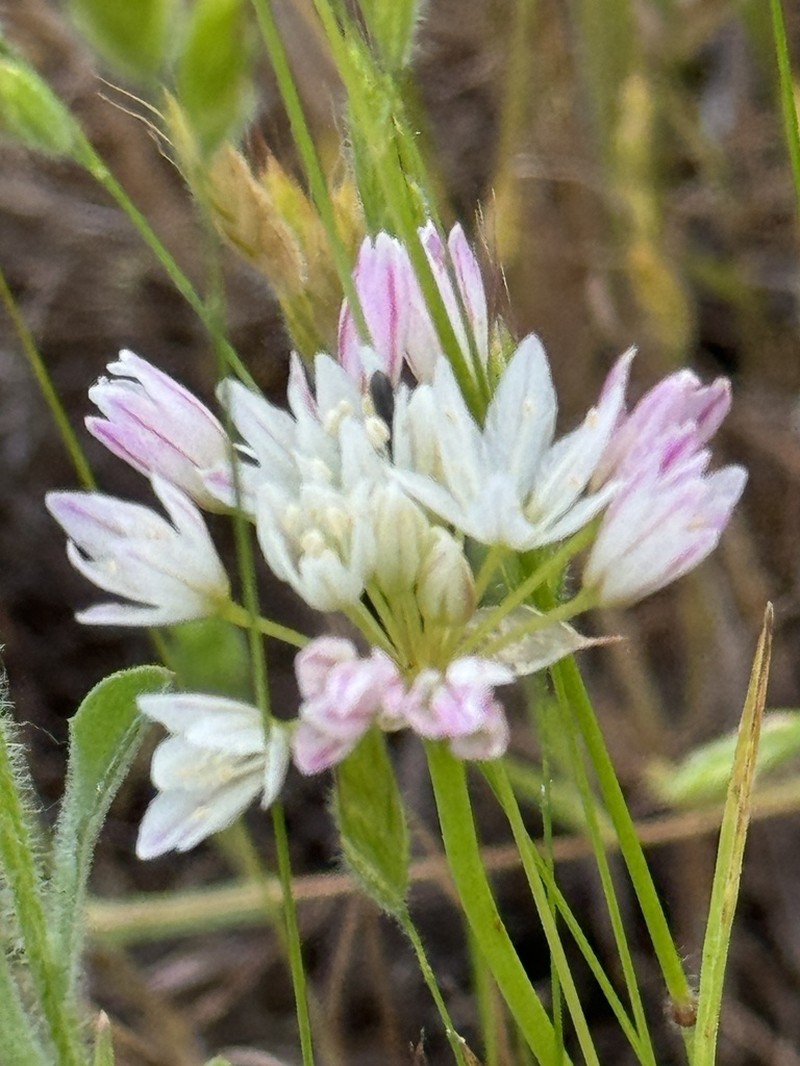 Munz's Onion photo 7