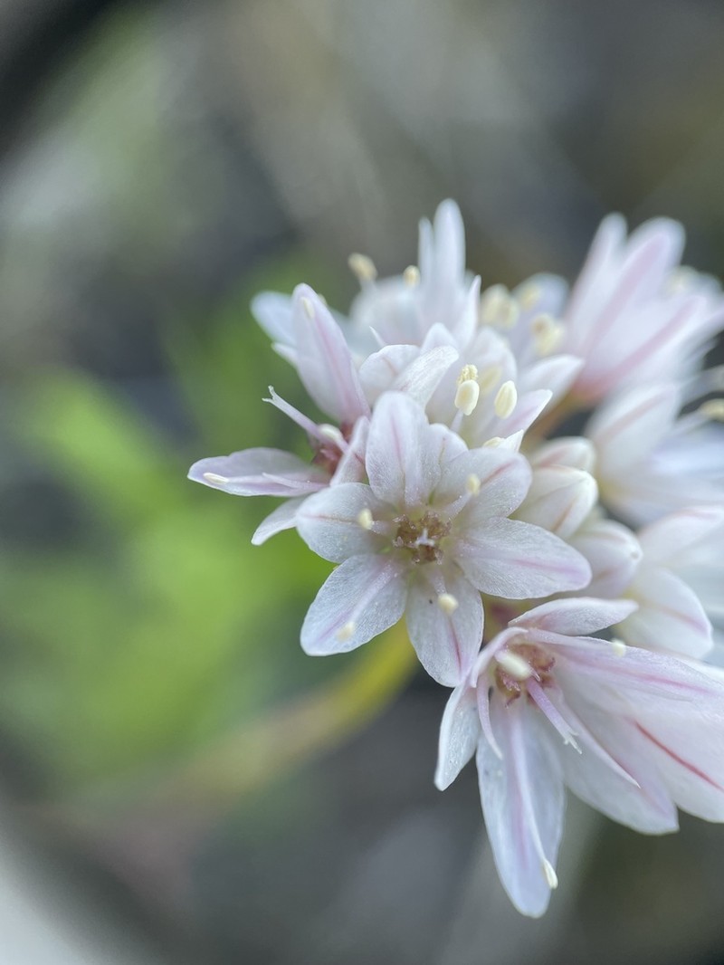 Munz's Onion photo 8