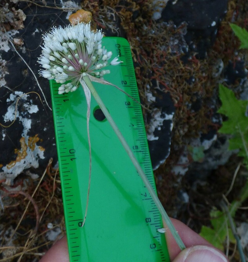 Allium myrianthum photo 2
