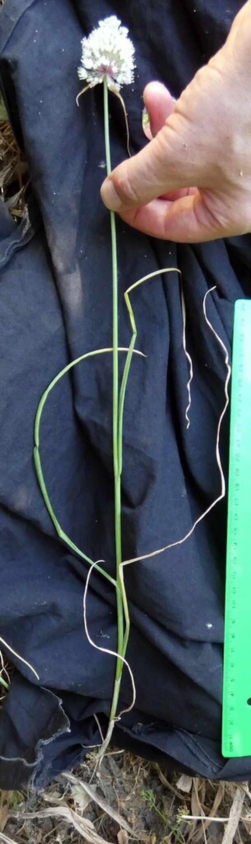 Allium myrianthum photo 3