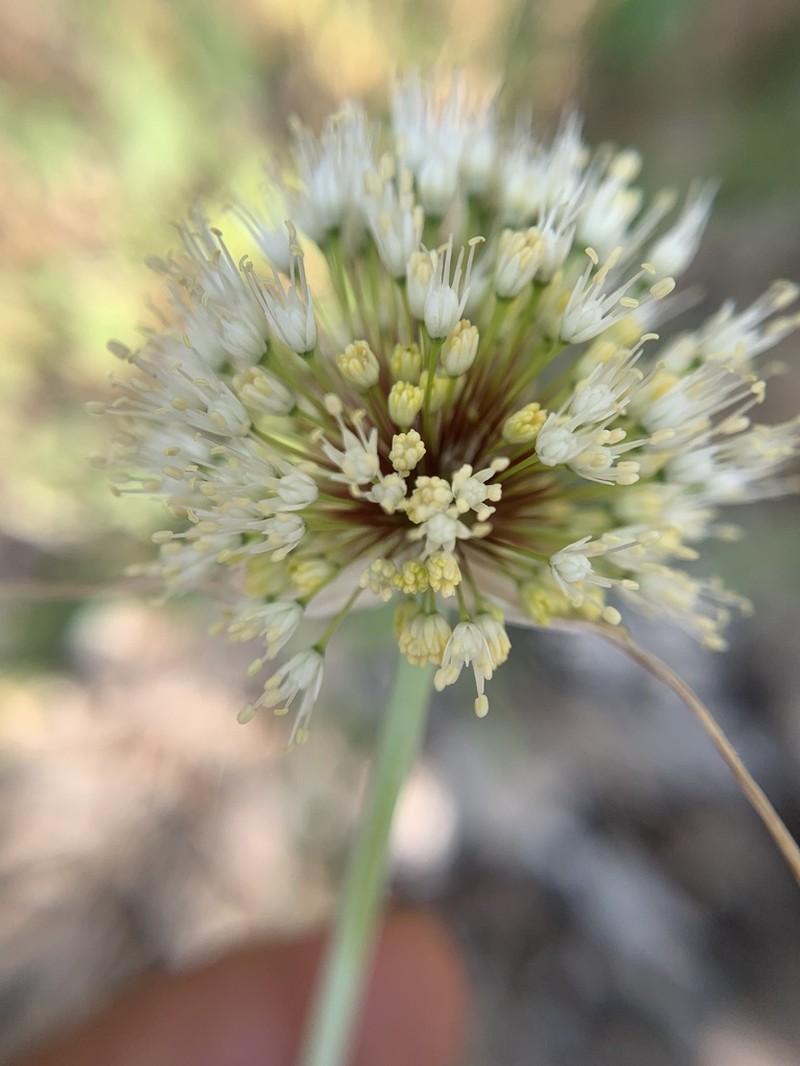 Allium myrianthum photo 4