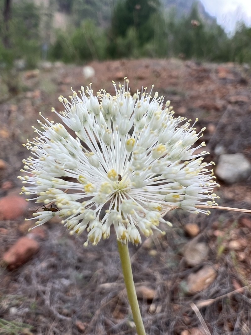 Allium myrianthum photo 6