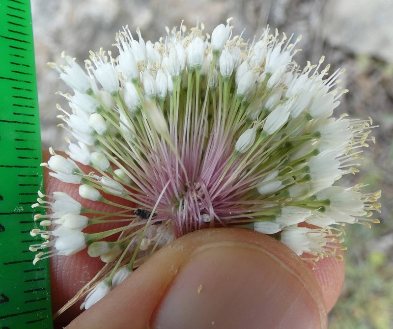 Allium myrianthum photo 7
