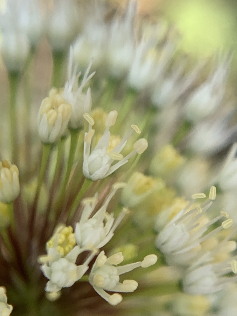 Allium myrianthum photo 8
