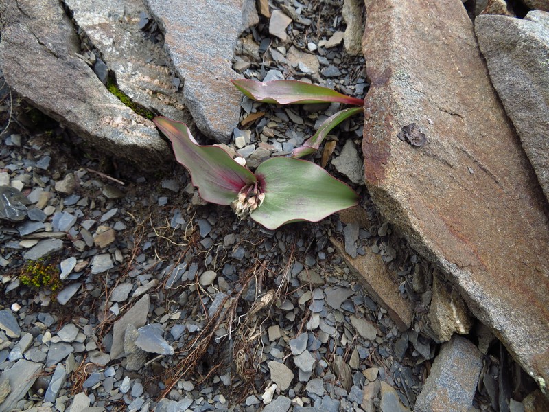 Allium nanodes photo 2
